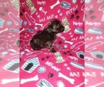Small Photo #3 YorkiePoo Puppy For Sale in LAPEER, MI, USA
