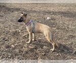 Small #5 Mutt