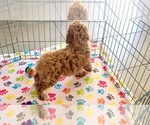 Small #12 Cock-A-Poo-Poodle (Miniature) Mix