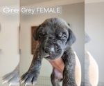 Puppy Grey Collar Daniff-Neapolitan Mastiff Mix