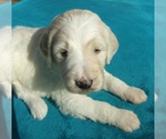 Small Photo #10 Goldendoodle Puppy For Sale in KERNERSVILLE, NC, USA