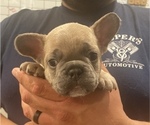 Small Photo #2 French Bulldog Puppy For Sale in GERBER, CA, USA