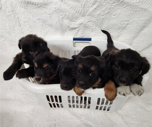 Medium Photo #1 Border Collie-Catahoula Leopard Dog Mix Puppy For Sale in OLAR, SC, USA