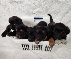 Border Collie-Catahoula Leopard Dog Mix Puppy for Sale in OLAR, South Carolina USA