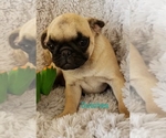 Small Photo #10 Pug Puppy For Sale in LOUISE, TX, USA