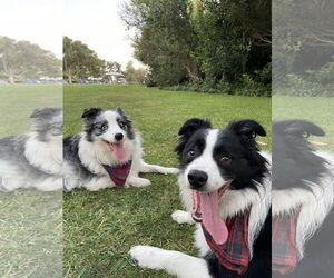 Border Collie Dogs for adoption in Lake Elsinore, CA, USA