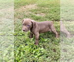 Small #1 Bullboxer Pit