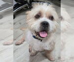 Small Norfolk Terrier-Shih Tzu Mix
