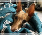 Small #1 Chihuahua Mix