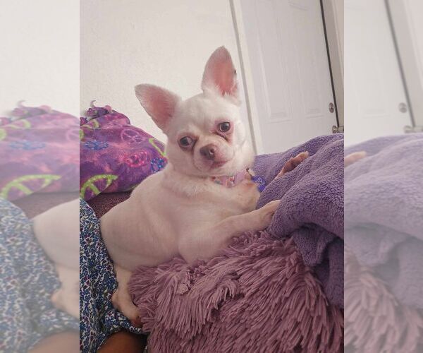 Medium Photo #1 Chihuahua Puppy For Sale in Plantation, FL, USA