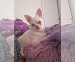 Small Chihuahua
