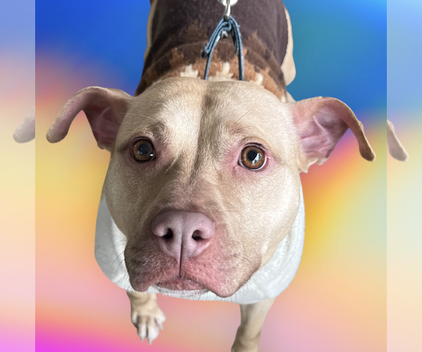 Medium Photo #2 Mutt Puppy For Sale in Rockville, MD, USA