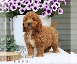 Image preview for Ad Listing. Nickname: Clover