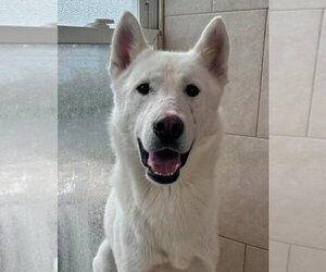 Siberian Husky Dogs for adoption in Matawan, NJ, USA