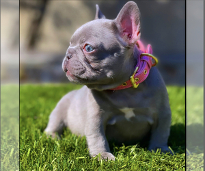 French Bulldog Puppy for sale in LOS ANGELES, CA, USA