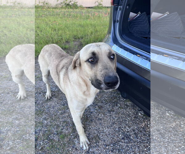 Medium Photo #7 Catahoula Leopard Dog-German Shepherd Dog Mix Puppy For Sale in The Woodlands, TX, USA