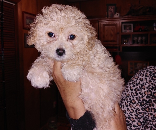 Medium Photo #5 Maltipoo Puppy For Sale in VALLEJO, CA, USA