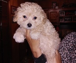 Small Photo #5 Maltipoo Puppy For Sale in VALLEJO, CA, USA