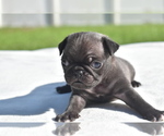 Small #1 Pug
