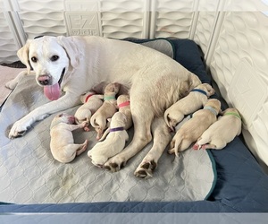 Labrador Retriever Dog for Adoption in CLOVIS, California USA