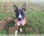 Small #3 American Pit Bull Terrier Mix