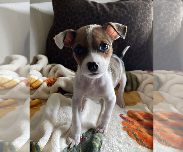 Medium Photo #5 Chihuahua-Unknown Mix Puppy For Sale in Plainfield, IL, USA