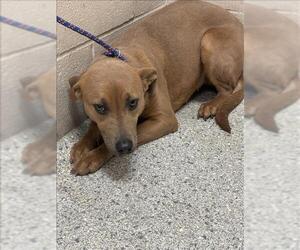 American Pit Bull Terrier-Unknown Mix Dogs for adoption in Conroe, TX, USA