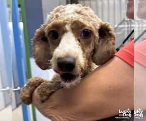 Mutt Dogs for adoption in Washington, DC, USA