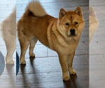 Small #1 Chow Chow