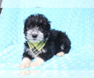 Aussie-Poo Puppy for sale in SHILOH, OH, USA