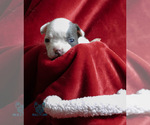 Small Photo #4 French Bulldog Puppy For Sale in SPOKANE, WA, USA