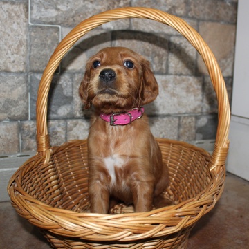 Medium Photo #3 Irish Setter Puppy For Sale in BEARTOWN, PA, USA