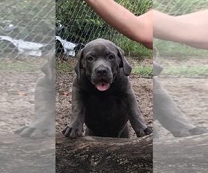 Cane Corso Puppy for sale in INTERLACHEN, FL, USA