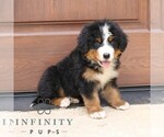 Small #2 Bernedoodle