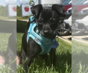 Chihuahua-Unknown Mix Dogs for adoption in Mundelein, IL, USA