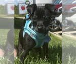 Small Chihuahua Mix