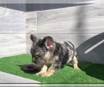 Small Photo #3 French Bulldog Puppy For Sale in CORONA, CA, USA