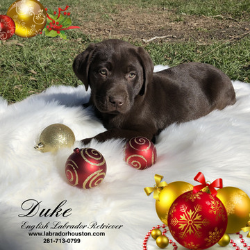 Medium Photo #1 Labrador Retriever Puppy For Sale in HOUSTON, TX, USA