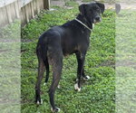 Small Great Dane Mix