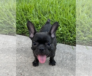 French Bulldog Puppy for sale in CONROE, TX, USA