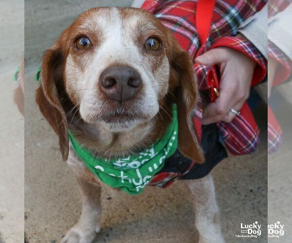 Medium Photo #3 Beagle-Unknown Mix Puppy For Sale in Washington, DC, USA