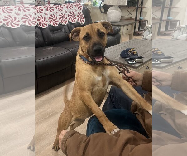Medium Photo #3 Black Mouth Cur-Boxer Mix Puppy For Sale in Slidell, LA, USA
