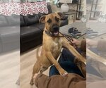 Small #2 Black Mouth Cur-Boxer Mix