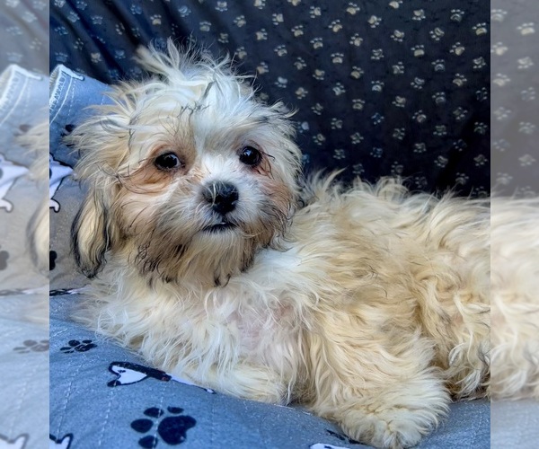 Medium Photo #2 Zuchon Puppy For Sale in RENO, NV, USA