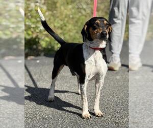 Beagle-Unknown Mix Dogs for adoption in Canfield, OH, USA