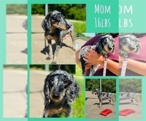 Mother of the Poodle (Miniature) puppies born on 04/13/2026