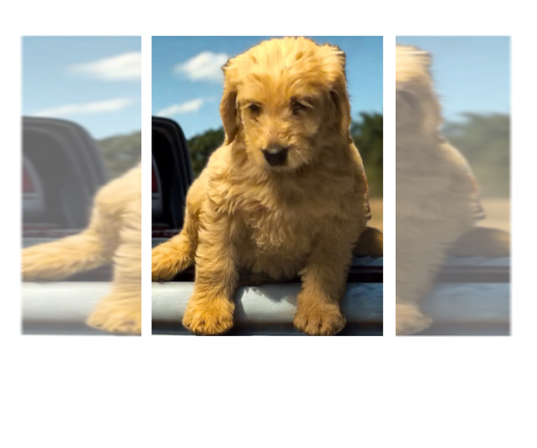 Medium Photo #8 Labradoodle Puppy For Sale in SUMMERVILLE, SC, USA