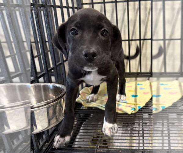 Medium Photo #1 American Pit Bull Terrier-Labrador Retriever Mix Puppy For Sale in GILBERTS, IL, USA