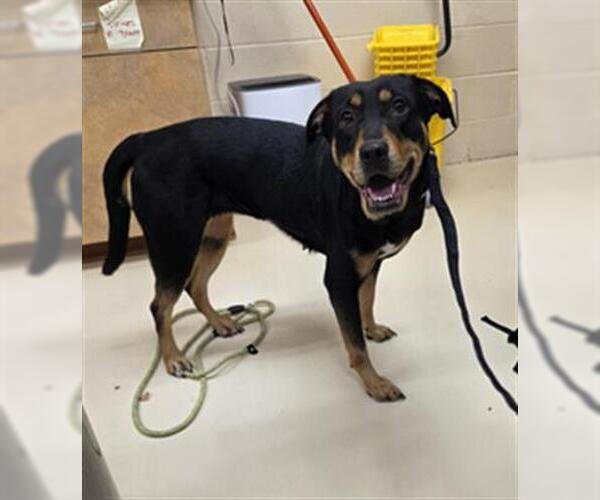 Medium Photo #1 Rottweiler-Unknown Mix Puppy For Sale in Center Township, PA, USA