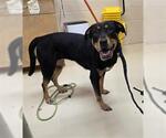 Small Rottweiler Mix